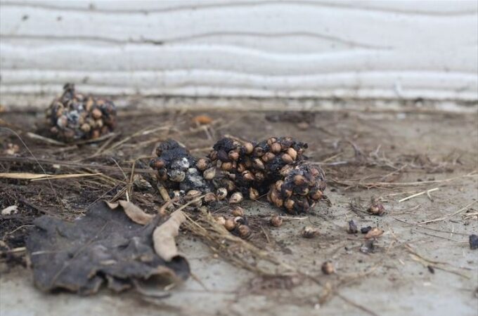 ハクビシンが屋根裏に住み着いた時の被害