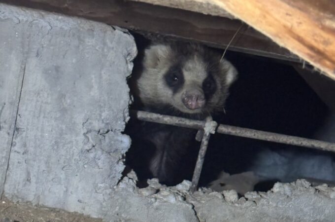 夏は害獣の繁殖シーズン!早めの発見で被害を防ごう