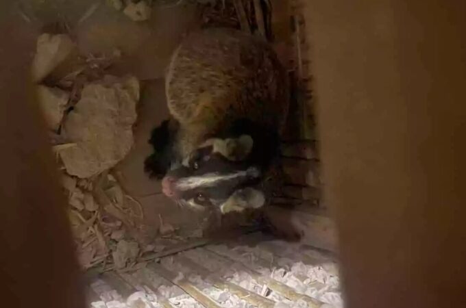 追い出しても戻ってくる!? ハクビシン・イタチ被害を防ぐには“徹底封鎖”がカギ