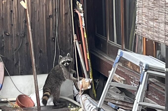 市販の忌避剤で本当に大丈夫？ハクビシン・アライグマ駆除の落とし穴