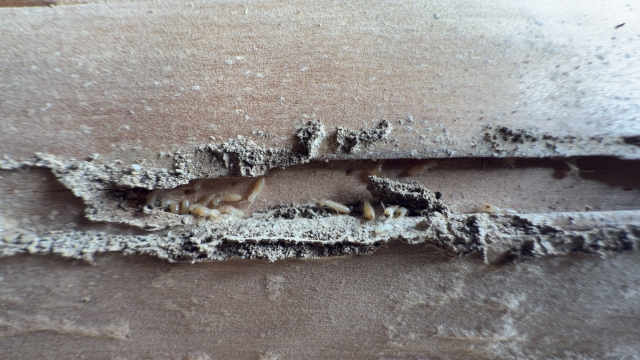 シロアリの冬ごもりを防ぐ！寒い時期こそ予防施工のチャンス