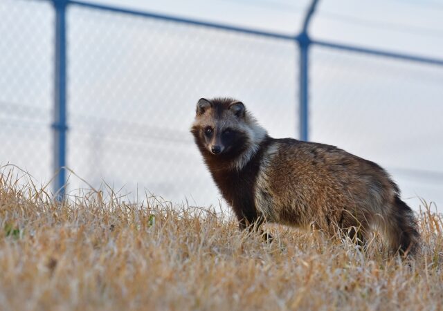 たぬきを見つけたらやってはいけないこと｜放置が危険な理由