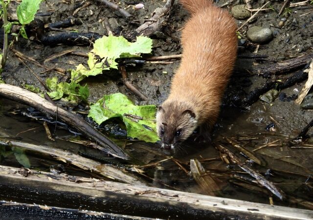 追い出しただけでは再発！イタチ被害を防ぐ封鎖工事の重要性