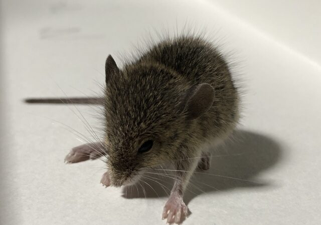 見えないところが危険！ネズミによる配線被害の注意点