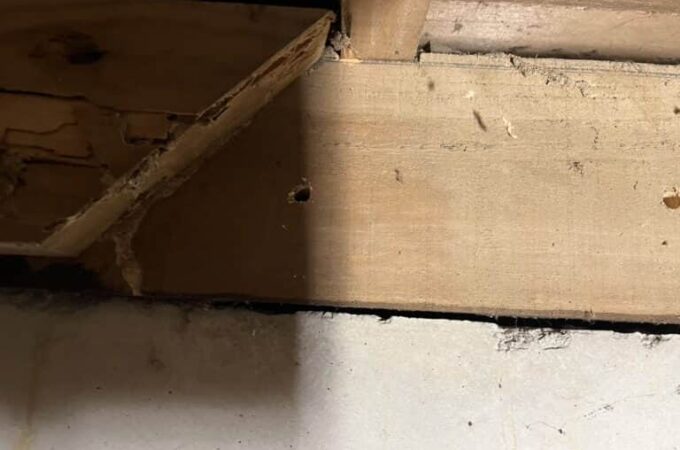 見逃し注意！シロアリ被害の初期症状チェックリスト