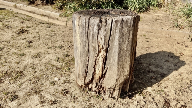 シロアリ被害を防ぐために家でできる予防対策