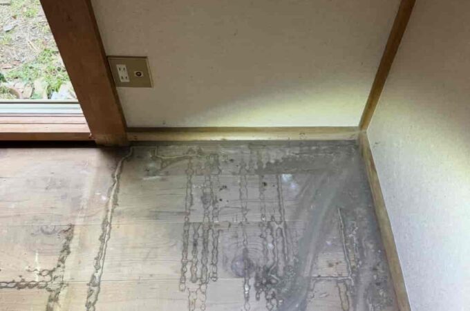 シロアリ被害を放置するとどうなる？修理費用とリスクを解説