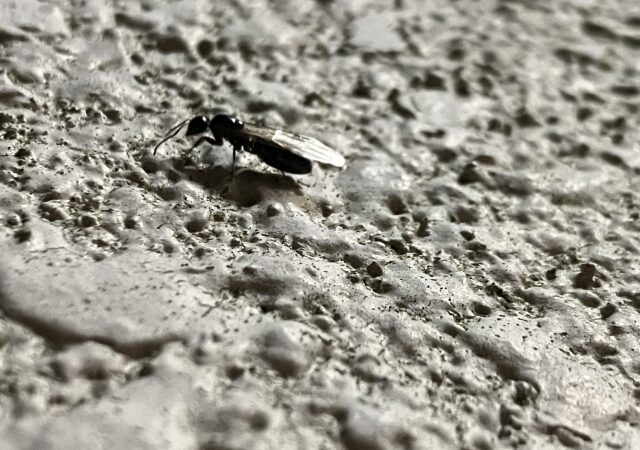 羽アリとシロアリの違い｜見分け方と対処法をわかりやすく解説